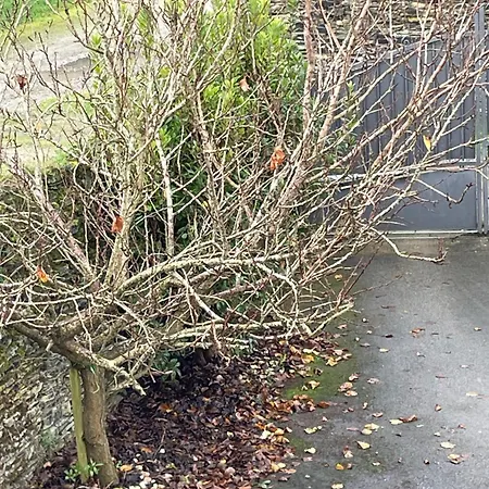 Comme Evidence Ombree d'Anjou