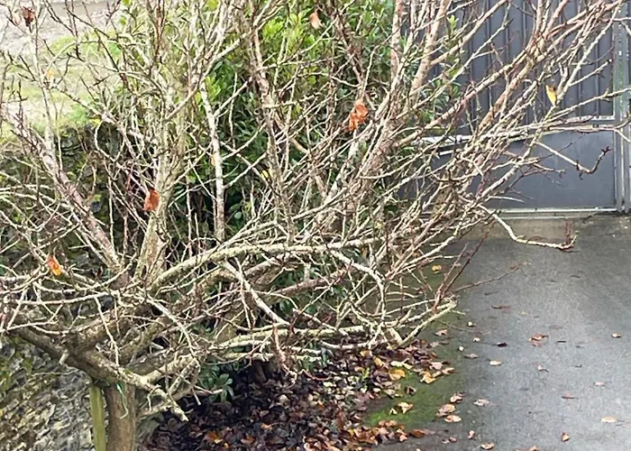 Comme Evidence Ombree d'Anjou